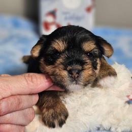 Pup 1 - Black and tan male Yorkshire Terrier puppy in Polk City, Florida from Yorkies by Casey