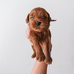 Cherry (Purple) - Red  female Goldendoodle puppy in Beaverton, Oregon from Henry Elliots
