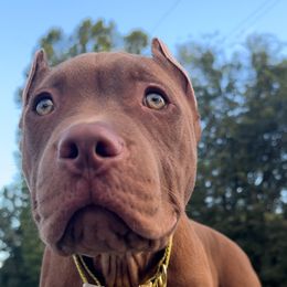 Boy 4 - Brown American Bully puppy in Texas from TEXAS BULLY FAMILY