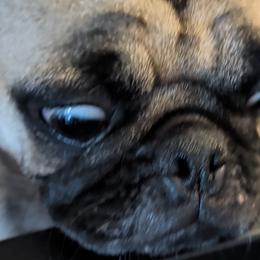 Pugs from Maritza's Pugs