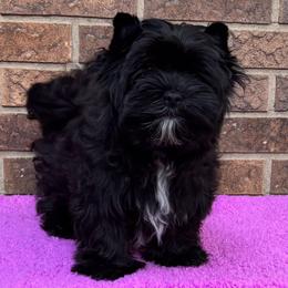 Lady - Black and tan female Yorkshire Terrier puppy in Georgia from Berggipfel Yorkies
