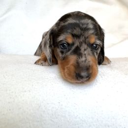 Dachshund Puppies from Weenie Bros