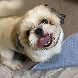 Rip - Shih Tzu