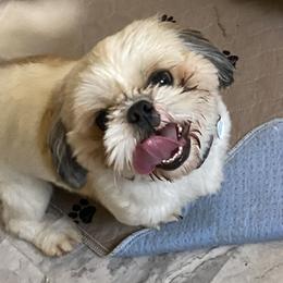Rip - Shih Tzu