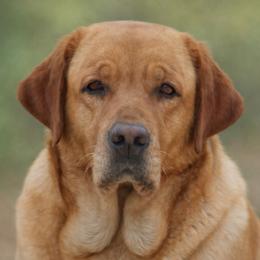 Honeybun - Yellow female Labrador Retriever puppy in Morriston, Florida from Penny Lane Labradors