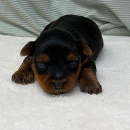 Winston SMALL - Black and tan male Yorkshire Terrier puppy in Monticello, Iowa from Ashley’s Puppies
