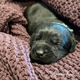 Teal Girl - Black female Labrador Retriever puppy in Colorado from Albrecht Farms Labrador Retrievers