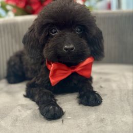 Moon - Black male Poodle puppy in Apple Valley, California from Fletcher Fuzzy Friends