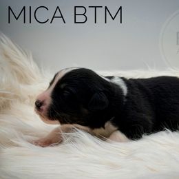 Mica - Black tri-color male Australian Shepherd puppy in Petersburg, Indiana from Royal Aussie’s