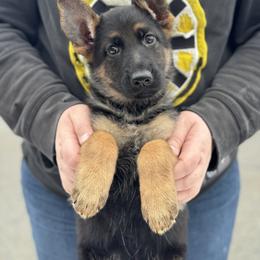 German Shepherd Puppies from Karma Kennels