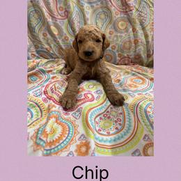 AKC  Standard poodle Chip - Red  male Poodle puppy in Harrisburg, Arkansas from Ransone’s Ridge Runners Poodles and Doodles