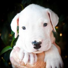 Chronos- Boy 2 - White male Dogo Argentino puppy in San Diego, California from Debonair Dogos