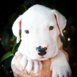 Chronos- Boy 2 - White male Dogo Argentino puppy in San Diego, California from Debonair Dogos