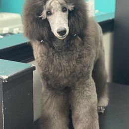 Ivy - Silver female Poodle puppy in North Port, Florida from Desert in the South Standard Poodles