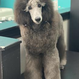 Ivy - Silver female Poodle puppy in North Port, Florida from Desert in the South Standard Poodles