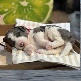 Breeze - Merle female Bernedoodle puppy in Coopersburg, Pennsylvania from Deutsch Hund Haus