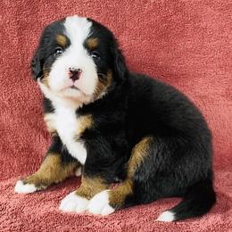 Blue Collar Male - Black rust and white male Bernese Mountain Dog puppy in Bristol, Tennessee from Holston Hollow Farm