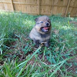 Boy 3 - male Pomeranian puppy in Linwood, North Carolina from My Tiny Paws