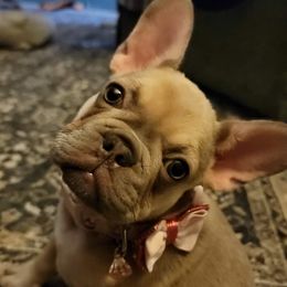 Lilo - French Bulldog