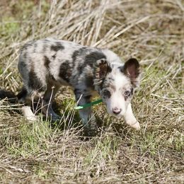 Coconut - Blue merle male Border Collie puppy in Lodi, California from R3 Sport Dogs (Rafter 3 Ranch)
