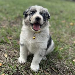 Astro - Blue merle male Australian Shepherd puppy in Orlando, Florida from Skaky Shepherds