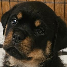 Rottweilers from Templinhaus Rottweilers