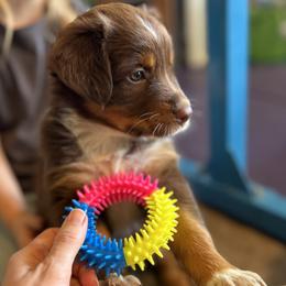 Cannoli Girl 3 - Red tri-color female Australian Shepherd puppy in Johnson City, Tennessee from St. Isidore Australian Shepherds