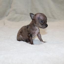 Saundra - Blue merle female Chihuahua puppy in Willamina, Oregon from Cherished Chihuahuas