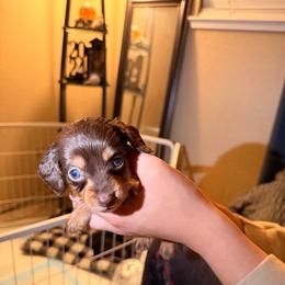 Ohtani (green collar) - Chocolate male Dachshund puppy in Modesto, California from Once Upon a Mini Dachshund