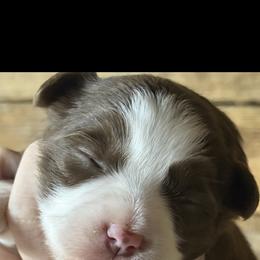 Lil Red - Red tri female Toy Australian Shepherd puppy in Brashear, Texas from Double R farms