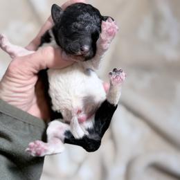 Hatter - The Mad Hatter Litter - Brindle male Poodle puppy in Caldwell, Idaho from Boise Doodle Co.