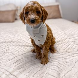 Dribble - Red  male Goldendoodle puppy in Jamestown, Kentucky from Milk & Honey Doodles
