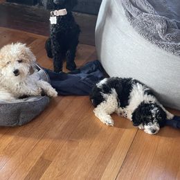 Poodle Puppies from Clementi Pearl Goldens and Poodles