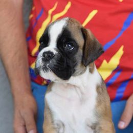 Boston Terrier, Boxer, and French Bulldog Puppies from Azaleas Euro Boxers & Boston Terriers