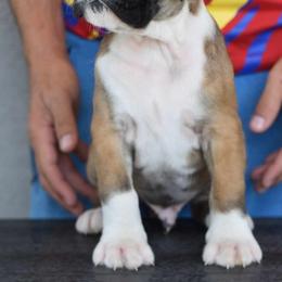 Boston Terrier, Boxer, and French Bulldog Puppies from Azaleas Euro Boxers & Boston Terriers