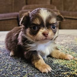 Girl 3 - Chocolate and tan female Chihuahua puppy in Brownsville, Texas from Inuzuka Chis