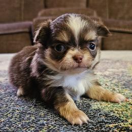 Girl 3 - Chocolate and tan female Chihuahua puppy in Brownsville, Texas from Inuzuka Chis