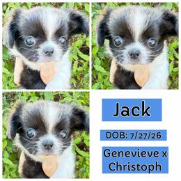 Jack - Black and white male Chihuahua puppy in El Sobrante, California from Dolce Coco Chihuahuas