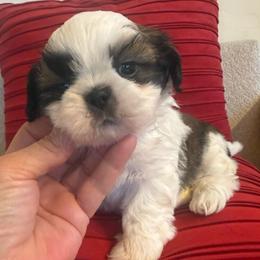 Bentley- Akc Champion Blood line - Red and white male Shih Tzu puppy in Long Beach, California from Prieto Shih-Tzu's