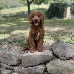Goldendoodle Puppies from Mountain Grove Doodles