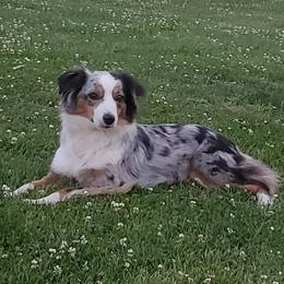 Birdie - Miniature Australian Shepherd