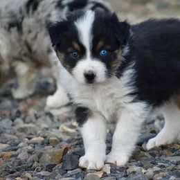 Presley - Black tri-color male Australian Shepherd puppy in Prineville, Oregon from KC’s Aussies