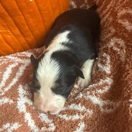 Elena - Black and white female Border Collie puppy in Mckinney, Texas from Border Collies of Ruidoso
