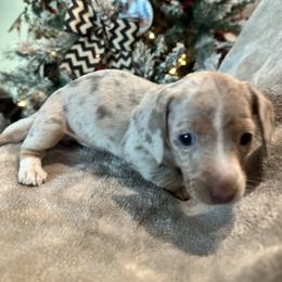 Girl 2 - Dapple female Dachshund puppy in Poway, California from DachshyVerse