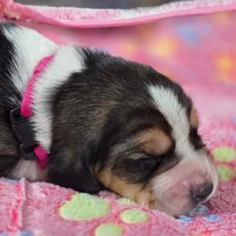 8 Red collar - Black brown and white female Basset Hound puppy in Moore, Oklahoma from Boomer Basset Hound Babies