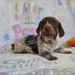 Freya - Piebald female Dachshund puppy in Herald, California from Bluegum Dachshunds