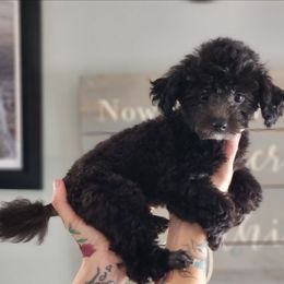 Raphael - Black male Poodle puppy in Saint Cloud, Florida from Rising Star Kennels