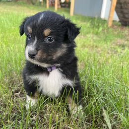 Girl 2 - Black tri-color Australian Shepherd puppy in Michigan from RebelRiver Ranch-Australian Shepherds