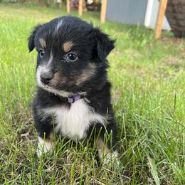 Girl 2 - Black tri-color Australian Shepherd puppy in Michigan from RebelRiver Ranch-Australian Shepherds