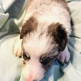 Border Collie Puppies from Bordercollieblues